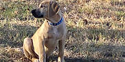 Dutchess joined the competition — help win amazing prizes! dog, puppy, collar, grass, outdoor, animal, pet, sitting, brown, canine, nature, sunlight, field, young, alert, mammal, ears, snout, side_view, daytime