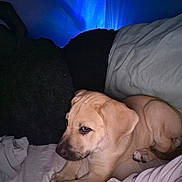 Dutchess joined the competition — help win amazing prizes! puppy, dog, bed, blanket, person, indoor, resting, animal, light, shadow, fur, cute, pet, cozy, comfort, relaxing, human, skin, sleepy, paw