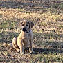 Dutchess joined the competition — help win amazing prizes! dog, puppy, grass, outdoor, animal, pet, sitting, sunlight, collar, brown, nature, canine, young, field, alone, daylight, cute, fur, mammal, watchful
