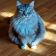 Tugger joined the competition — help win amazing prizes! cat, fluffy, gray_cat, green_eyes, whiskers, wooden_floor, indoor, pet, feline, sitting, natural_light, close_up, domestic_animal, fur, portrait, animal, cute, alert, calm, household