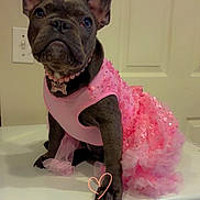 Coco is registered to the contest to win money with this photo: french_bulldog, puppy, dog, pink_dress, pearl_necklace, bone_pendant, indoor, white_surface, door, light_switch, cute, pet, animal, sitting, frilly, adorable, portrait, close_up, heart_doodle, costume