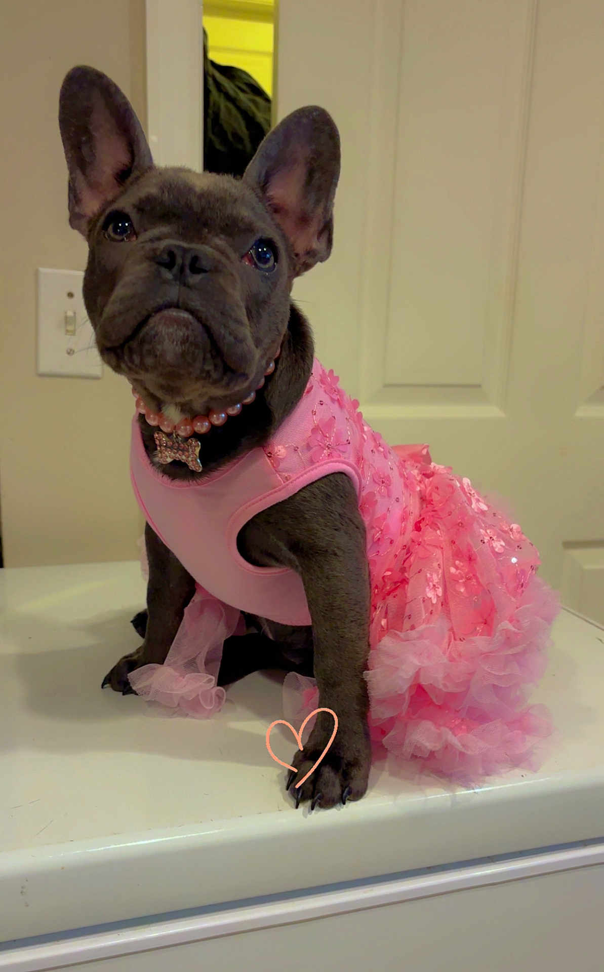 Coco is registered to the contest to win money with this photo: french_bulldog, puppy, dog, pink_dress, pearl_necklace, bone_pendant, indoor, white_surface, door, light_switch, cute, pet, animal, sitting, frilly, adorable, portrait, close_up, heart_doodle, costume