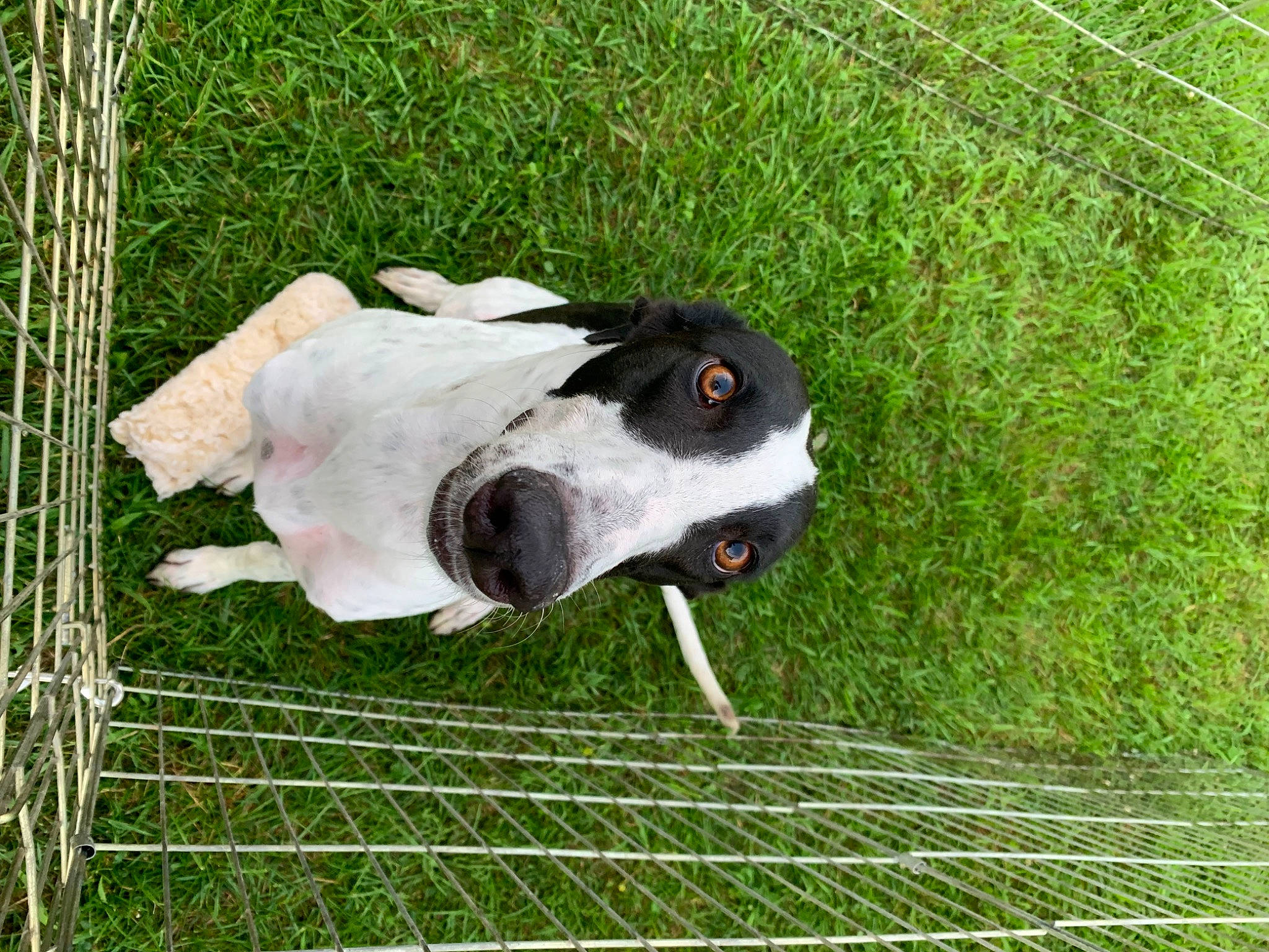 Chevy joined the competition — help win amazing prizes! beak, bovine, canidae, chain_link_fencing, companion_dog, dog_breed, fence, fur, grass, grassland, livestock, mesh, net, pasture, snout, sporting_group, tail, terrestrial_animal, wire_fencing, working_animal