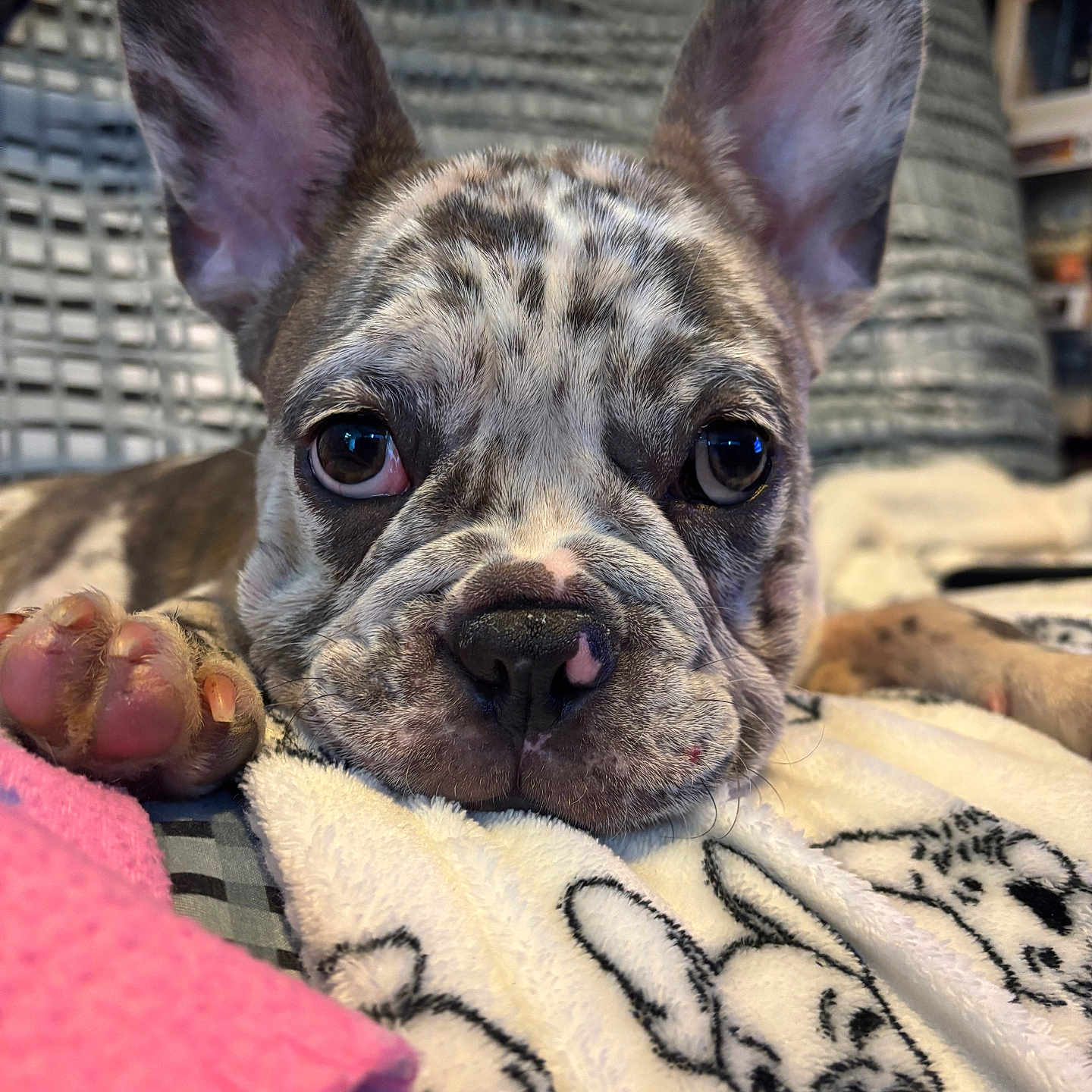 Minnie is registered to the contest to win money with this photo: animal, black, blanket, brown, close_up, cozy, cute, dog, ears, face, french_bulldog, fur, indoor, nose, paw, pet, puppy, resting, soft, white