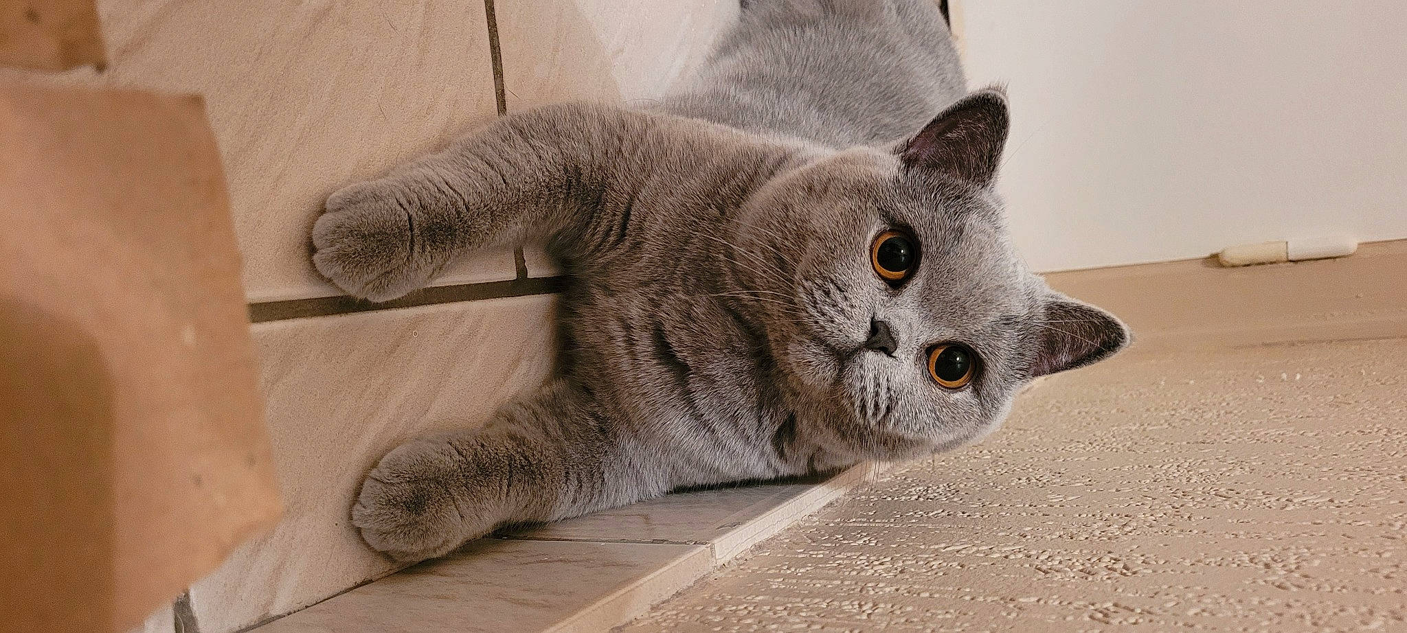 Tchalla participe au concours pour gagner de l'argent avec cette photo : carnivore, cat, cat_supply, chartreux, domestic_short_haired_cat, eye, fawn, felidae, fur, grey, head, paw, russian_blue, sitting, small_to_medium_sized_cats, tail, whiskers, window