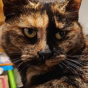 Scarlette a rejoint le concours — aidez-le/la à gagner de superbes lots ! animal, cat, close_up, date_display, ears, eyes, face, feline, fur, home, indoor, lock_screen, pet, portrait, relaxed, smartphone, technology, time_display, tortoiseshell_cat, whiskers