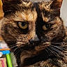 animal, cat, close_up, date_display, ears, eyes, face, feline, fur, home, indoor, lock_screen, pet, portrait, relaxed, smartphone, technology, time_display, tortoiseshell_cat, whiskers