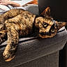 Scarlette a rejoint le concours — aidez-le/la à gagner de superbes lots ! animal, casual, cat, closeup, couch, cozy, ears, eyes, feline, fur, furniture, home, indoor, lounge, person, pet, relaxing, resting, tortoiseshell, whiskers