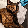 Scarlette a rejoint le concours — aidez-le/la à gagner de superbes lots ! animal, blanket, cat, closeup, comfort, cozy, cute, domestic_animal, feline, fur, indoor, nap, pet, relaxation, resting, sleep, sleeping, soft, tortoiseshell_cat, whiskers