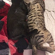 Sinder And Aries is registered to the contest to win money with this photo: cat, kitten, tabby_cat, black_cat, cuddling, sleeping, blanket, pet, paw, tail, fur, human_hand, bracelet, bed, cozy, indoors, striped, close_up, relaxing, snuggling