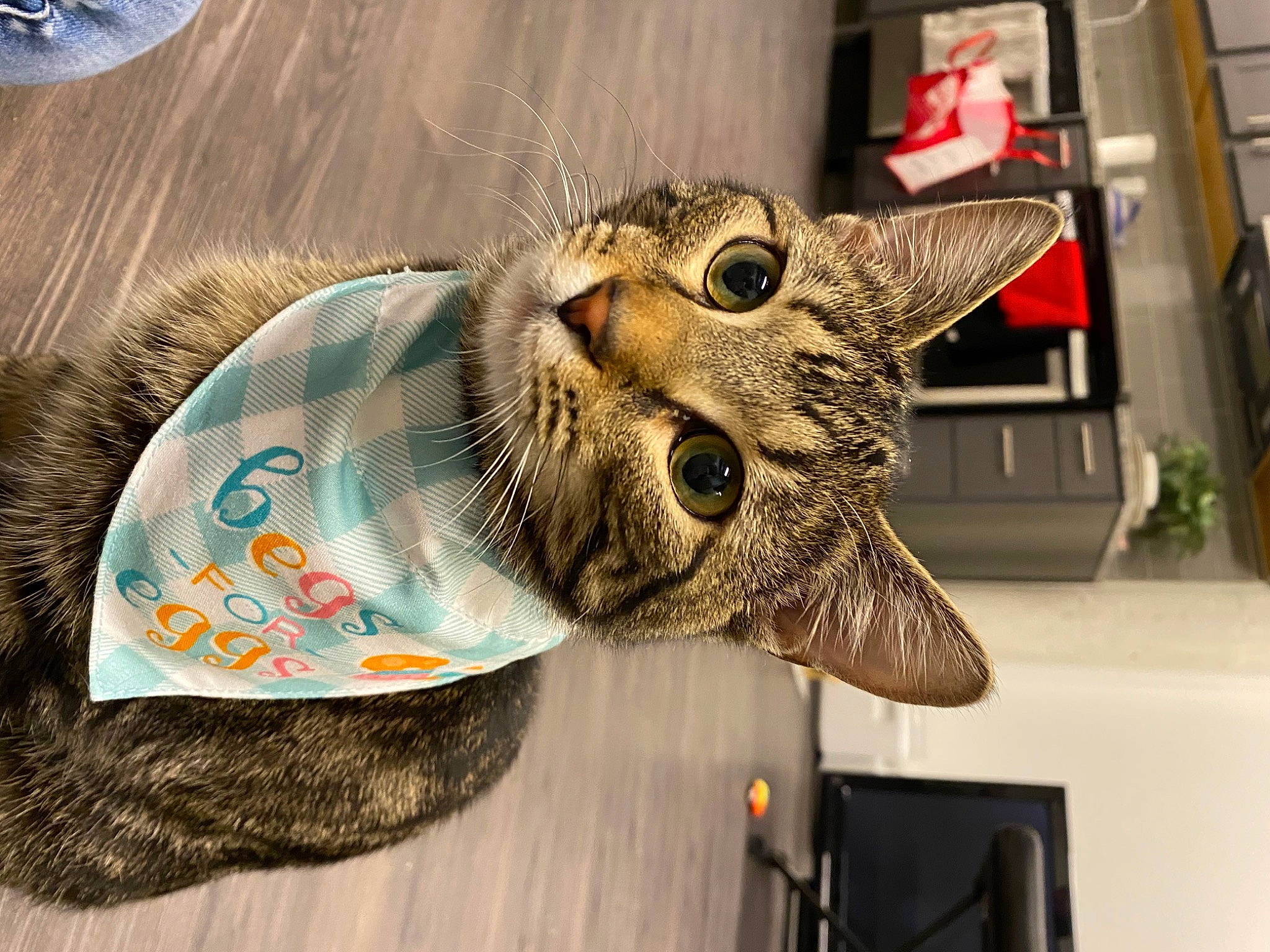 Fry is registered to the contest to win money with this photo: cap, carnivore, cat, cat_supply, collar, costume_hat, domestic_short_haired_cat, fashion_accessory, fedora, felidae, fur, hat, helmet, personal_protective_equipment, small_to_medium_sized_cats, snout, sombrero, sun_hat, tail, whiskers