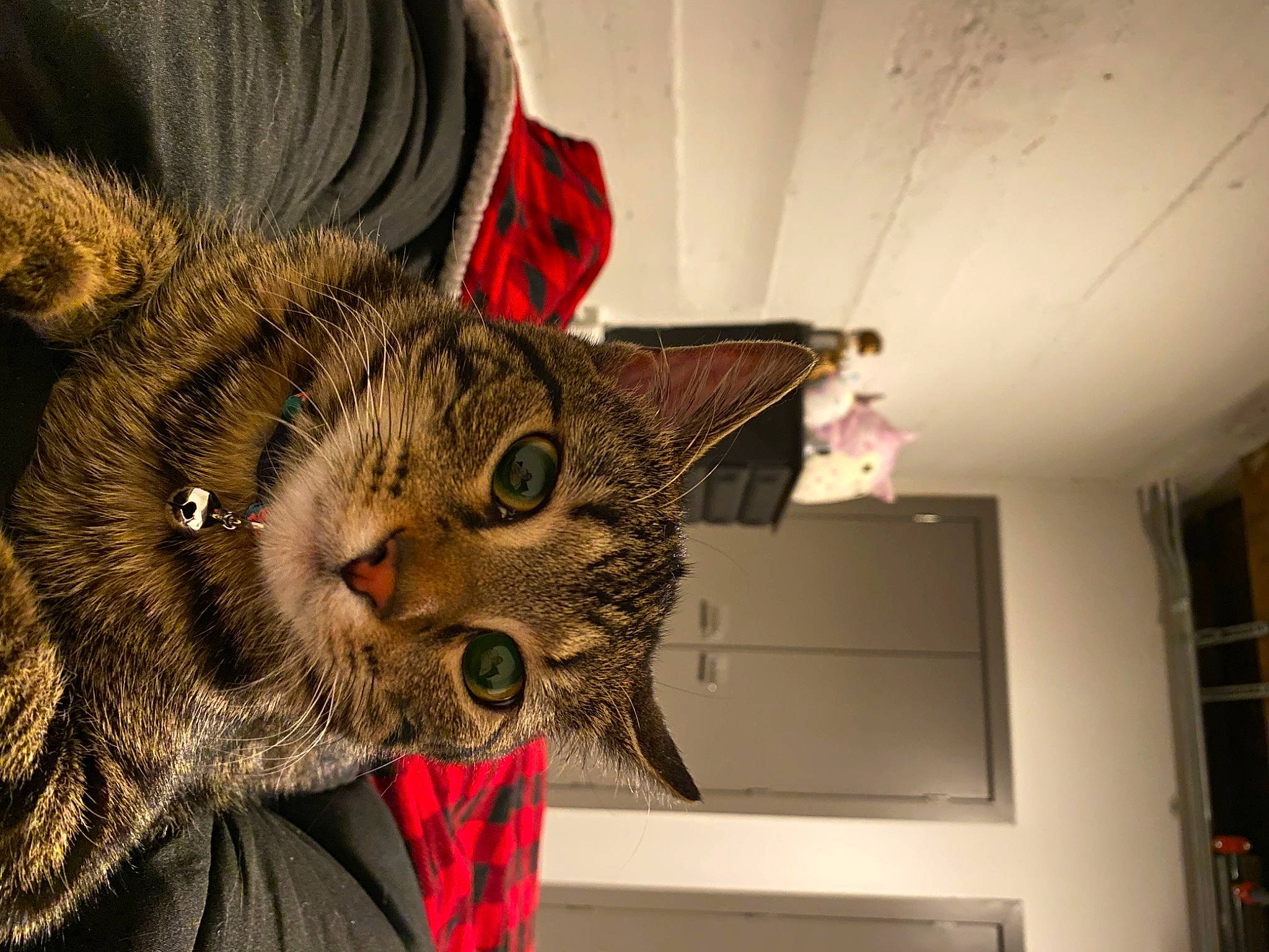 Fry joined the competition — help win amazing prizes! carnivore, cat, ceiling, claw, comfort, domestic_short_haired_cat, door, ear, felidae, fur, small_to_medium_sized_cats, snout, terrestrial_animal, whiskers