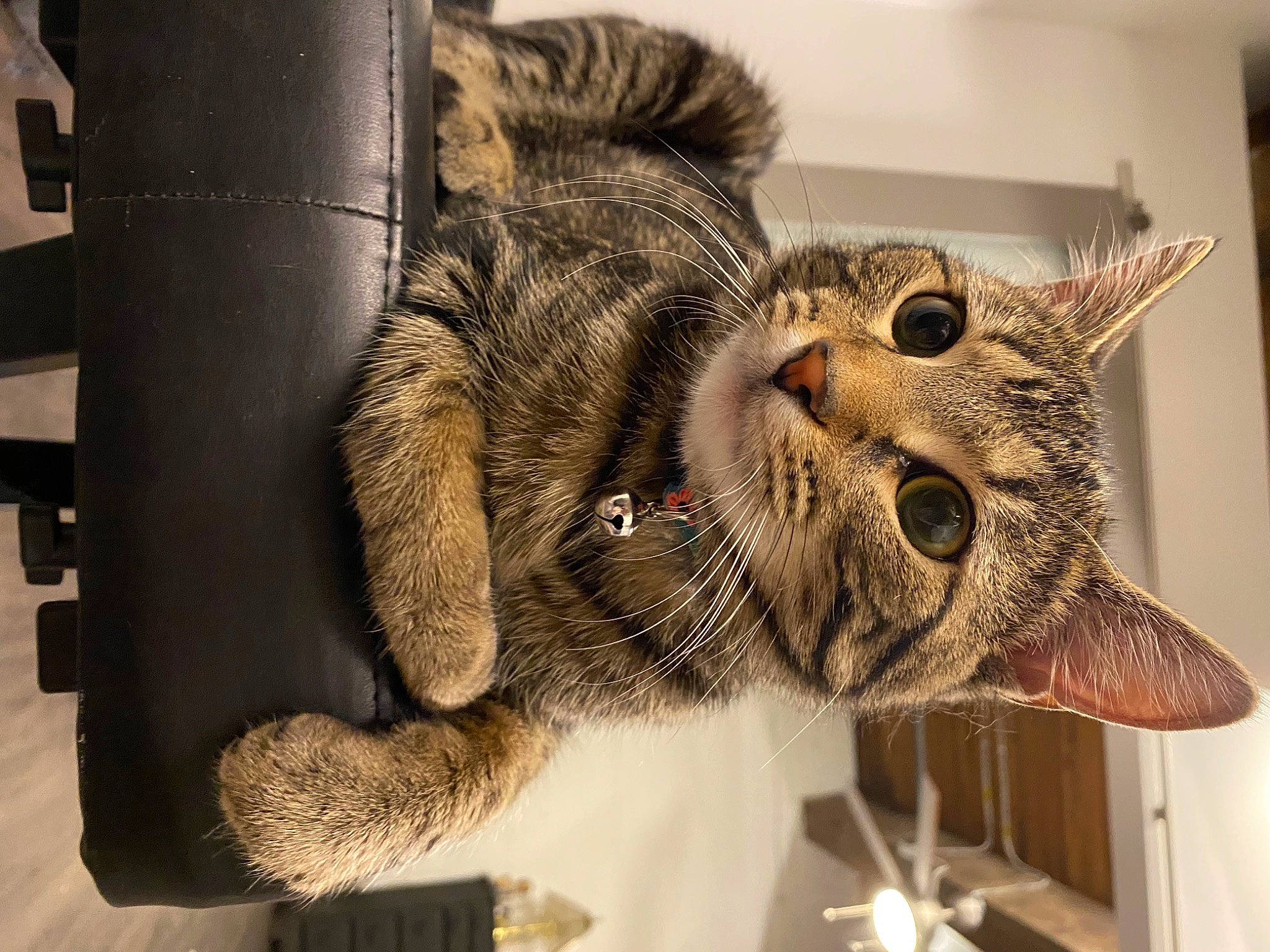 Fry joined the competition — help win amazing prizes! carnivore, cat, claw, domestic_short_haired_cat, ear, fang, fashion_accessory, felidae, fur, metal, paw, small_to_medium_sized_cats, snout, tail, terrestrial_animal, whiskers