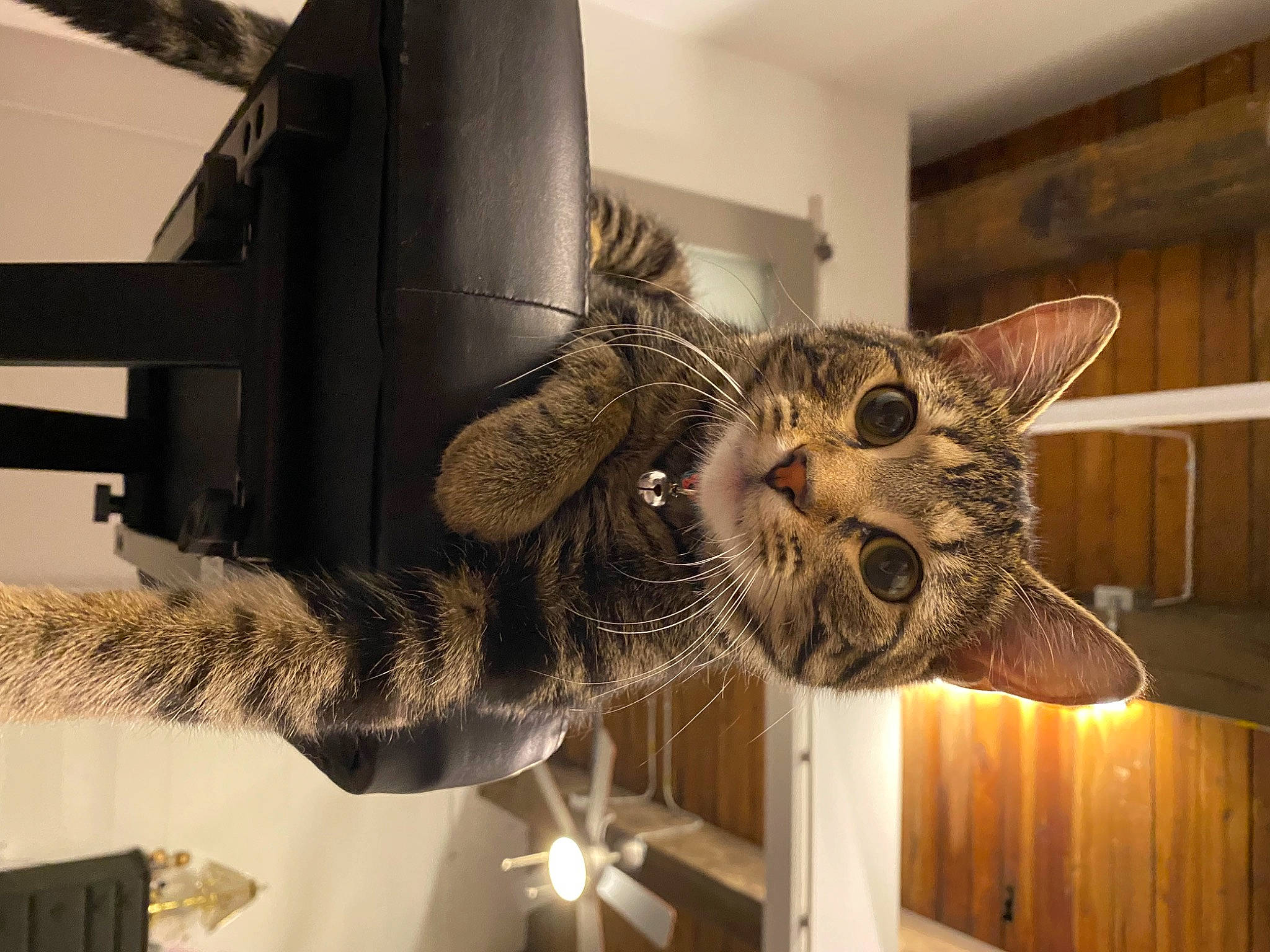 Fry is registered to the contest to win money with this photo: carnivore, cat, claw, domestic_short_haired_cat, felidae, fur, lynx, metal, pattern, paw, room, small_to_medium_sized_cats, snout, tail, terrestrial_animal, whiskers, wildlife, wood