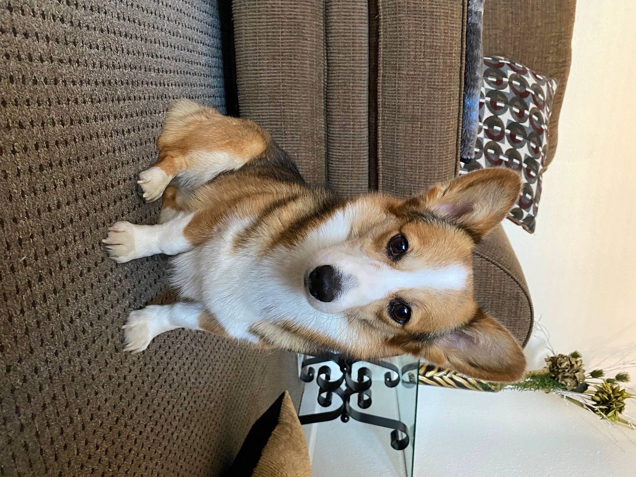 Nugget is registered to the contest to win money with this photo: canidae, cardigan_welsh_corgi, carnivore, collar, companion_dog, couch, dog, dog_breed, dog_supply, fawn, fur, herding_dog, leash, paw, snout, spitz, sporting_group, tail, terrestrial_animal, whiskers