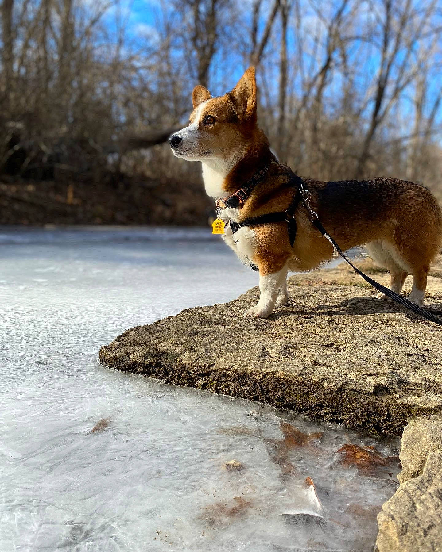 Nugget is registered to the contest to win money with this photo: canidae, carnivore, cloud, companion_dog, dog, dog_breed, dog_supply, fawn, freezing, fur, leash, sky, snout, snow, sporting_group, tail, tree, wildlife, winter, working_animal