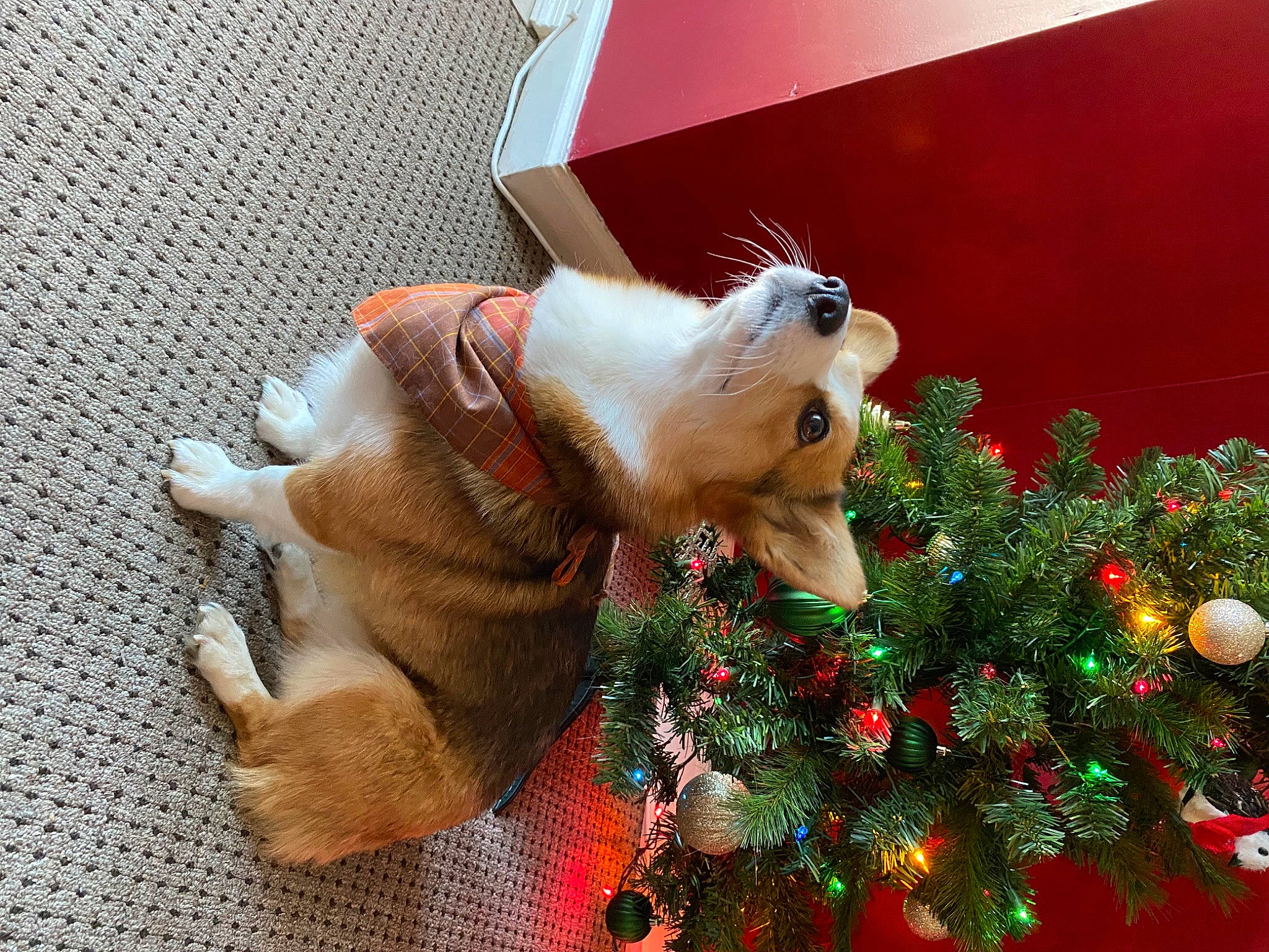 Nugget joined the competition — help win amazing prizes! canidae, carnivore, christmas, christmas_decoration, christmas_ornament, christmas_tree, companion_dog, dog, dog_breed, event, evergreen, fawn, felidae, holiday, holiday_ornament, ornament, sporting_group, tail, toy, wood