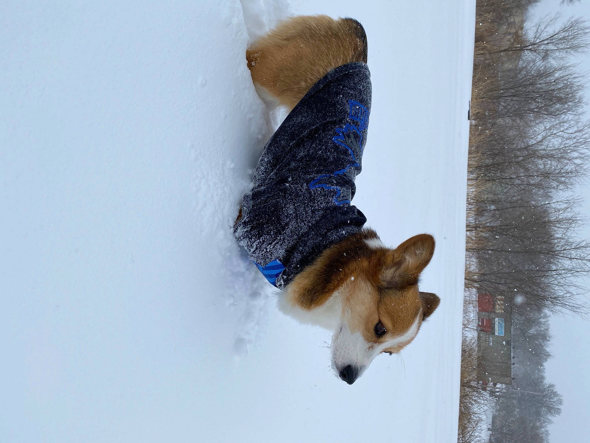Nugget is registered to the contest to win money with this photo: canidae, carnivore, companion_dog, dog, dog_breed, electric_blue, fawn, freezing, fur, fur_clothing, playing_in_the_snow, precipitation, recreation, slope, snow, sporting_group, tail, tree, vertebrate, winter