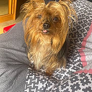 Lizzy a rejoint le concours — aidez-le/la à gagner de superbes lots ! dog, small_dog, yorkshire_terrier, pet, cute, indoor, blanket, patterned_blanket, fur, ears, tongue_out, cozy, bedroom, fabric, resting, animal, domestic_animal, looking_up, companion, portrait
