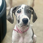 Prudence joined the competition — help win amazing prizes! puppy, dog, collar, pet, animal, close_up, portrait, spotted, sitting, ears, nose, fur, cute, young, outdoor, background_blur, attention, adorable, companion, domestic_animal