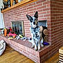 dog, dog_face, speckled_coat, fireplace, brick, hearth, firewood, dog_toys, basket, living_room, hardwood_floor, collar, sitting, attentive, indoor, pet, home_decor, blanket, shelf_items, cozy