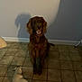 dog, indoor, tile_floor, shadow, brown_dog, white_dog, pet, animal, sitting, lying_down, happy, floor, wall, shadow_on_wall, canine, companion, domestic, house, relaxed, cute