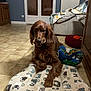 dog, brown_dog, indoor, floor, cushion, cat_pattern, toy, home, furniture, blanket, door, radiator, relaxed, pet, animal, living_room, cozy, tile_floor, curious, resting