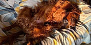 Rizzo a rejoint le concours — aidez-le/la à gagner de superbes lots ! animal, blanket, canine, couch, cozy, dog, domestic, fur, home, indoor, mammal, nap, paw, pet, relaxed, resting, sleeping, sunlight, tile_floor, wooden_furniture