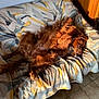 dog, canine, pet, sleeping, resting, couch, blanket, indoor, sunlight, fur, relaxed, cozy, home, tile_floor, wooden_furniture, paw, animal, mammal, nap, domestic