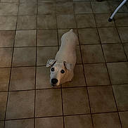 Fiona a rejoint le concours — aidez-le/la à gagner de superbes lots ! dog, white_dog, tile_floor, indoor, pet, looking_up, animal, canine, ears, black_spots, floor_tiles, brown_dog_legs, chair_leg, domestic, curious, companion, household, quiet, floor, spot