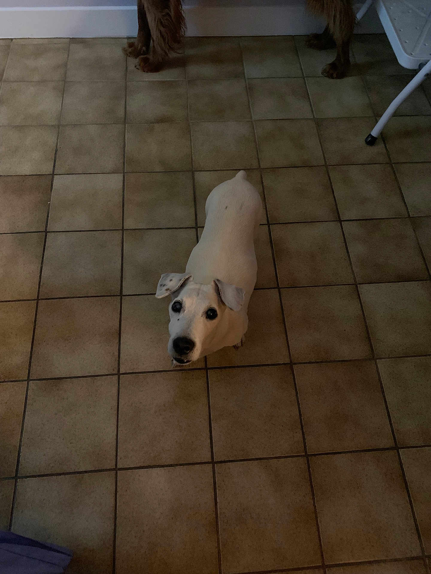 Fiona a rejoint le concours — aidez-le/la à gagner de superbes lots ! dog, white_dog, tile_floor, indoor, pet, looking_up, animal, canine, ears, black_spots, floor_tiles, brown_dog_legs, chair_leg, domestic, curious, companion, household, quiet, floor, spot