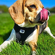 Totis a rejoint le concours — aidez-le/la à gagner de superbes lots ! dog, beagle, grass, tongue, outdoor, pet, canine, animal, sunny, harness, nature, playful, closeup, muzzle, ears, snout, daytime, field, relaxing, tongue_out