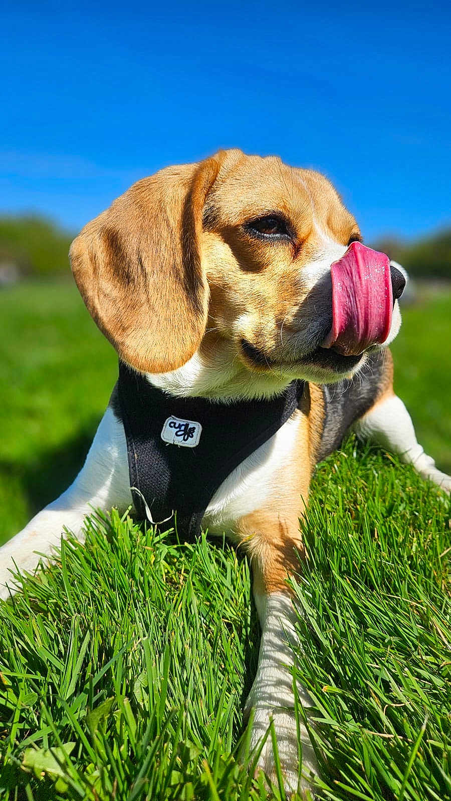 Totis a rejoint le concours — aidez-le/la à gagner de superbes lots ! dog, beagle, grass, tongue, outdoor, pet, canine, animal, sunny, harness, nature, playful, closeup, muzzle, ears, snout, daytime, field, relaxing, tongue_out