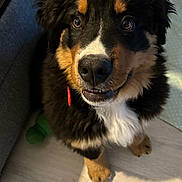 Yankee participe au concours pour gagner de l'argent avec cette photo : animal, bernese_mountain_dog, black, brown, close_up, companion, couch, curious, cute, dog, floor, fluffy, indoor, looking_up, pet, puppy, sitting, toy, white, young