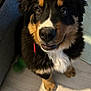 animal, bernese_mountain_dog, black, brown, close_up, companion, couch, curious, cute, dog, floor, fluffy, indoor, looking_up, pet, puppy, sitting, toy, white, young