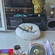 Maximus participe au concours pour gagner de l'argent avec cette photo : kitten, cat_bed, living_room, television, plant_pot, dog_shaped_pot, cat_tree, window, candle, jar, knife, tube, papers, table, floor, furniture, curious, pet, indoor, cozy