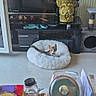 kitten, cat_bed, living_room, television, plant_pot, dog_shaped_pot, cat_tree, window, candle, jar, knife, tube, papers, table, floor, furniture, curious, pet, indoor, cozy