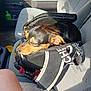 Charlie joined the competition — help win amazing prizes! bag, black_and_tan, bottle, car_seat, casual, companion, cozy, daylight, dog, fabric, interior, leg, pet, relaxing, resting, sleeping, sunlight, transportation, vehicle, zipper