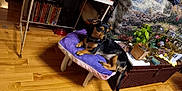 Charlie is registered to the contest to win money with this photo: alert, animal, blanket, books, bookshelf, clutter, cozy, decor, dog, furniture, home, indoor, pet, plants, potted_plant, purple_cushion, small_dog, stool, table, wooden_floor