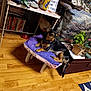 alert, animal, blanket, books, bookshelf, clutter, cozy, decor, dog, furniture, home, indoor, pet, plants, potted_plant, purple_cushion, small_dog, stool, table, wooden_floor