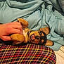 Charlie is registered to the contest to win money with this photo: animal, bed, blanket, collar, comfort, cozy, cute, dog, ears, fabric, fur, hand, indoor, paws, pet, plaid, playful, puppy, resting, smiling