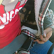 Charlie joined the competition — help win amazing prizes! animal, blue_jeans, car_interior, casual, closeup, comfort, cozy, dog, furry, hand, indoor, jacket, pet, plaid, red_shirt, resting, seatbelt, sleeping, sunlight, warm