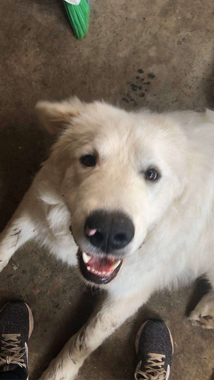 Thor is registered to the contest to win money with this photo: carnivore, companion_dog, dog, dog_breed, fang, fur, herding_dog, jaw, kuvasz, livestock_guardian_dog, maremma_sheepdog, puppy, smile, snout, sporting_group, street_dog, terrestrial_animal, whiskers, working_animal, working_dog