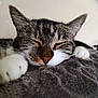 Bella participe au concours pour gagner de l'argent avec cette photo : abyssinian, animal, blanket, cat, kitten, person, pet, sleeping, snout