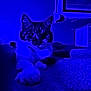 abyssinian, animal, architecture, building, cat, couch, electronics, furniture, hardware, hardwood, indoors, kitten, light, lighting, livingroom, manx, pet, purple, room, siamese