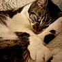 abyssinian, animal, armchair, blanket, cat, chair, couch, furniture, hardwood, kitten, manx, person, pet, siamese, sleeping, wood