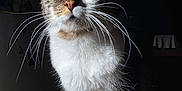 Bella participe au concours pour gagner de l'argent avec cette photo : abyssinian, angora, animal, cat, kitten, manx, pet, siamese, snout