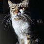 abyssinian, angora, animal, cat, kitten, manx, pet, siamese, snout