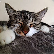 Bella participe au concours pour gagner de l'argent avec cette photo : abyssinian, animal, blanket, cat, kitten, person, pet, sleeping, snout