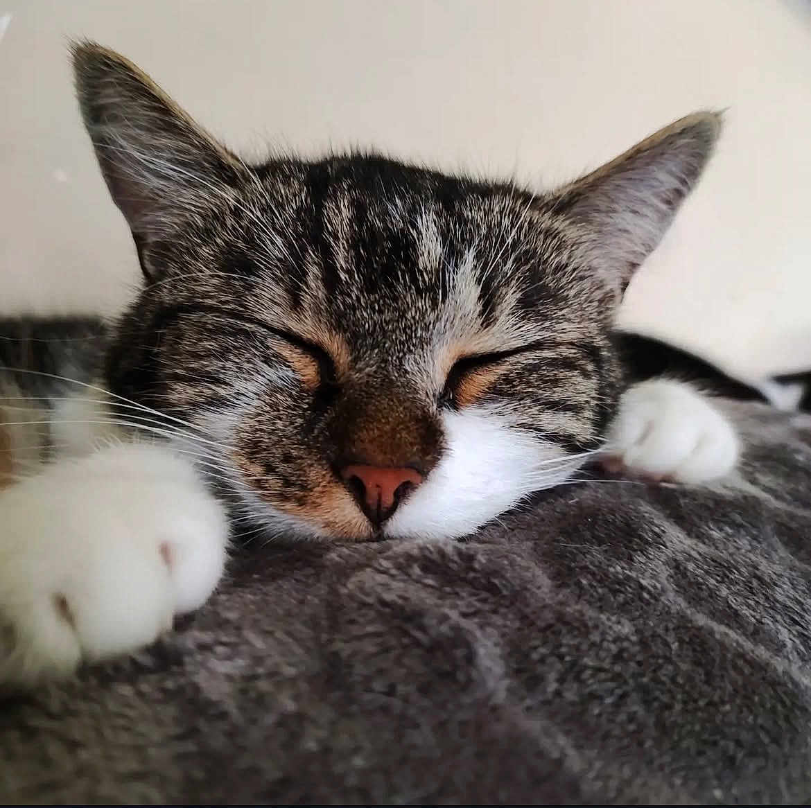 Bella participe au concours pour gagner de l'argent avec cette photo : abyssinian, animal, blanket, cat, kitten, person, pet, sleeping, snout